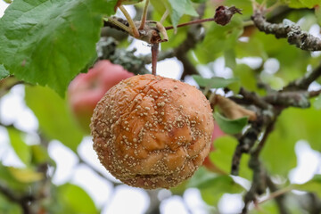 Apples suffering from fungal disease on September. Rotten apple on branch. Spoiled apple infected by apple monilia fructigena. Farming, agriculture, tree diseases concept.