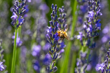 A bee is perched on a vibrant lavender flower, surrounded by a field of purple blossoms. The sunlight highlights the delicate petals and the bee's wings, creating a serene and natural scene.