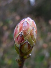 Azalea bud in the garden. Macro