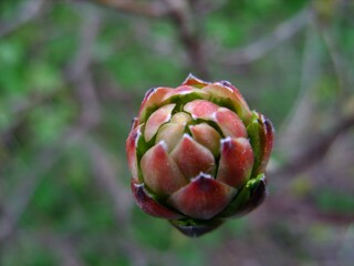 Azalea bud in the garden. Macro