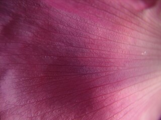 Opened pink rose petals. Macro