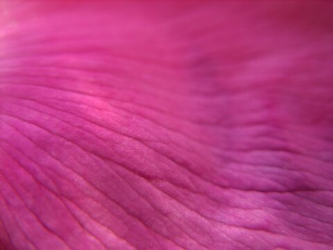 Opened pink rose petals. Macro
