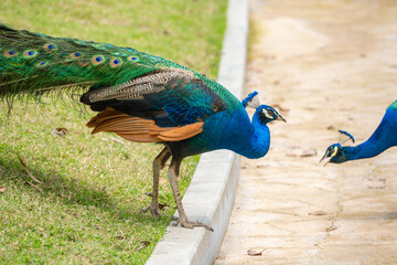 a male peacock walking at horizontal composition