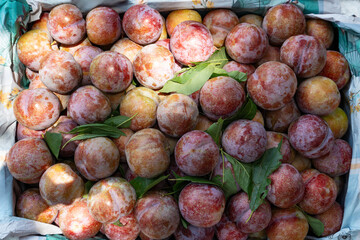 fresh plums at horizontal composition
