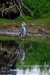 Grey Heron Wading with Perfect Reflection