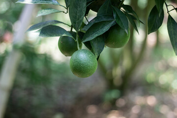 lemon and some green leaves hanging on a tree, and a background blur