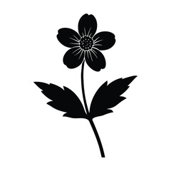 wood anemone silhouette on white background.