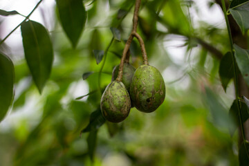Hog plum lemon and some green leaves hanging on a tree, and a background blur