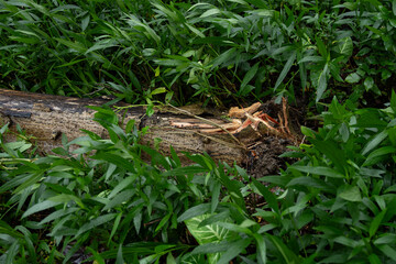 broken tree fell down after a strong storm went through at horizontal composition