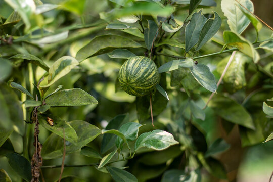 A lemon and some green leaves hanging on a tree, and a background blur