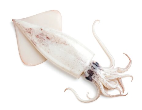 Fresh squid, top view