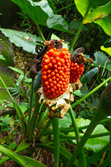 Common Alocasia or Alocasia macrorrhizos at vertical composition