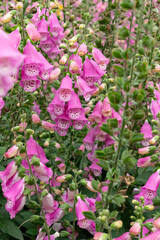 beautiful blooming purple foxglove at vertical composition © Freer