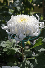 Beautiful blooming Chrysanthemum.
