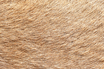 Animal fur texture closeup. Brown hair surface in natural pattern. Soft and dense coat detail. Abstract background for wild or domestic mammal. Natural skin covering of furry creature or pet.