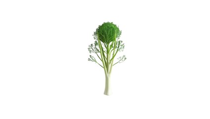 An organic fennel isolated cleanly, highlighting texture and freshness for cooking or wellness content.