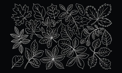 Fototapeta premium Chalk Style Hand-Drawn Leaves Vector Set , White on Black Botanical Line Art Vector Collection for Coloring Page.