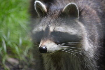 Close Up Of A Beautiful Raccoon