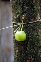 a green fruit hanging on a rope, and the background is blurred