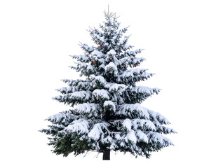 Fototapeta premium Winter Tree with Snow-Laden Branches Cutout PNG