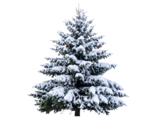  Winter Tree with Snow-Laden Branches Cutout PNG