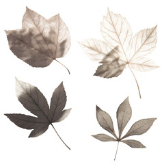 Obraz premium Collection of 4 mixed-species leaf shadows--irregular shapes, subtle edge blur; transparent; 4K. --raw
