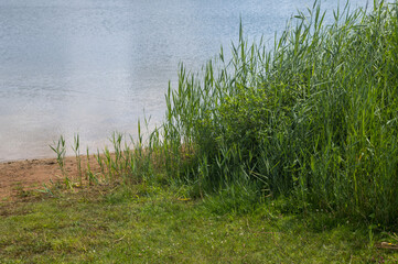 Green grass growing on the shore of a lake