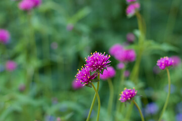 pink wild tiny flower