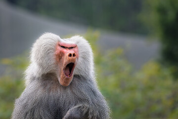 2024-12-31 A MATURE MALE BABOON STARING INTENTLY WITH ITS MOUTH OPEN YELLING WITH NICE EYES AND A SOFT BACKGROUND IN SAN DIEGO CALIFORNIA