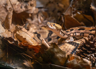 Timber Rattlesnake in the leaf litter at the zoo. Species threatened due to snake roundups in the Southeast. Timber rattlesnake eats tick loaded rodents so it benefits people to protect them.