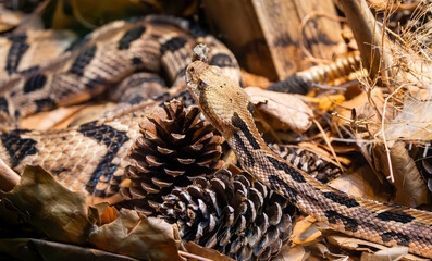 Timber Rattlesnake in the leaf litter at the zoo. Species threatened due to snake roundups in the Southeast. Timber rattlesnake eats tick loaded rodents so it benefits people to protect them.