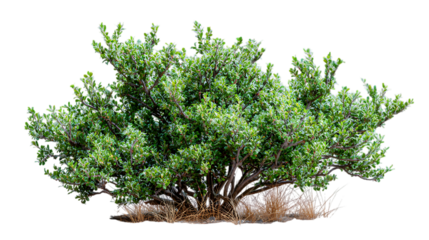 A dense, bushy shrub with small, dark green leaves and subtle hints of lighter green new growth, with some dry grass visible at its base, all set against a uniform light gray background.