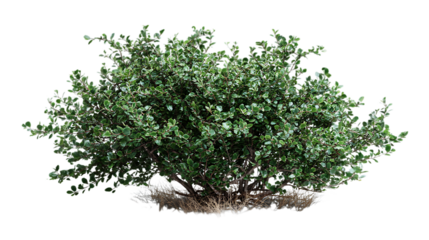 A dense, bushy shrub with small, dark green leaves and subtle hints of lighter green new growth, with some dry grass visible at its base, all set against a uniform light gray background.