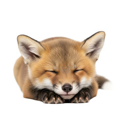 Fototapeta premium Adorable Sleeping Fox Cub A Precious Wildlife Moment