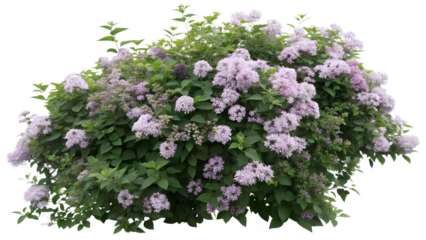 Lush lilac bush with clusters of purple flowers and green leaves isolated on transparent background
