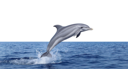 dolphin jumping in the sea on transparent background png