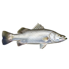 Fototapeta premium Barramundi Fish Shimmering Silver Scales & Pointed Fins