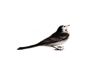European birds. Shooting white wagtails, pied wagtail (Motacilla alba male in breeding plumage) on...