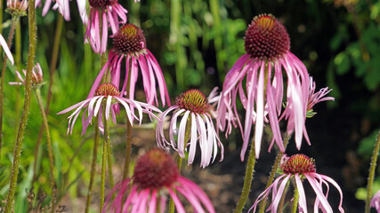 Macro image of a cluster Pale Purple Coneflower blooms, Derbyshire England