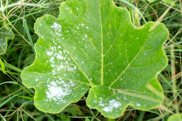 Large green pumpkin leaf affected by powdery mildew against tall grass background