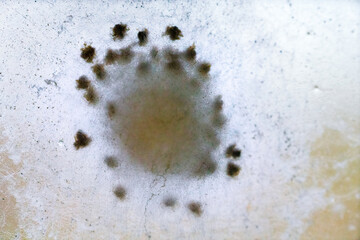 A brood of insects on the wall. Bed bug as a bloodsucker image. zooparasite Human-zooparasite