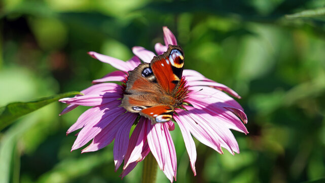 Macro image of a Peacock butterfly on a Purple Coneflower bloom, Derbyshire England

