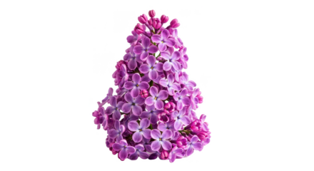A beautiful purple lilac bloom cluster with a cone shape isolated on a white background