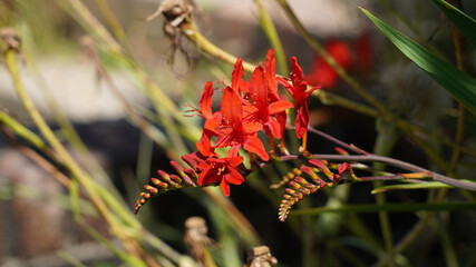 Macro image of red Montbretia flowers, Derbyshire England
