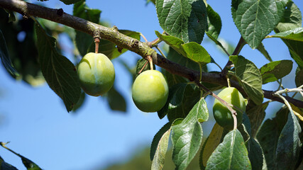 Macro image of Plums in early summer, Derbyshire England
