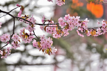 Fototapeta premium The cherry blossom, or sakura is considered the national flower of Japan