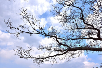 Obraz premium The cherry blossom, or sakura is considered the national flower of Japan