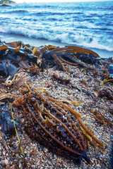Algae floatsam in the supralithoral of Sea of Japan, sandy shell beach. Japan sea tangle (Laminaria japonica), Red blanket Rhodophyceae, Alaria esculenta, bladderwrack (Fucaceae). Russian Far East