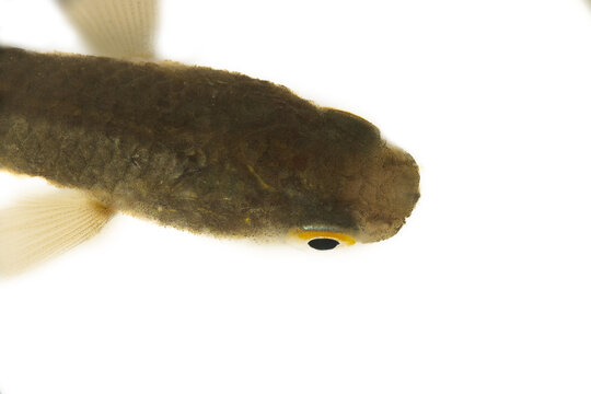 A few months old mullet fry (probably a striped mullet). The Sea of Azov, early November. top view, isolated on white