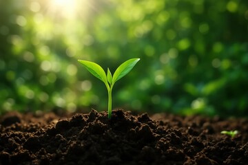 A New Seed Sprouts in a Sunlit Soil Bed